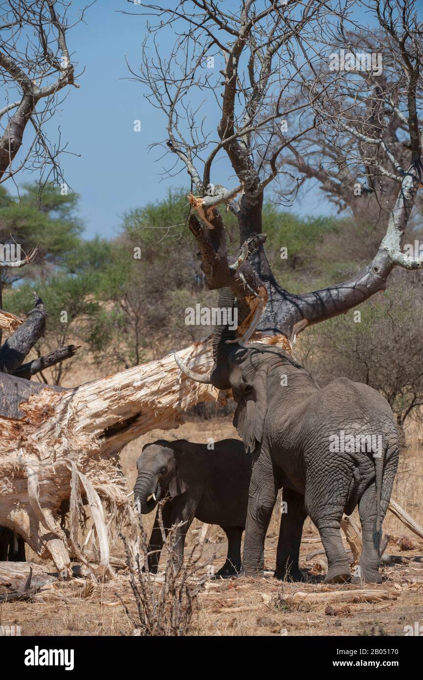 Éléphants d'Afrique (Loxodonta africana) se nourrissant sur un arbre dans le parc national de Tarangire en Tanzanie, en Afrique de l'est. Banque D'Images
