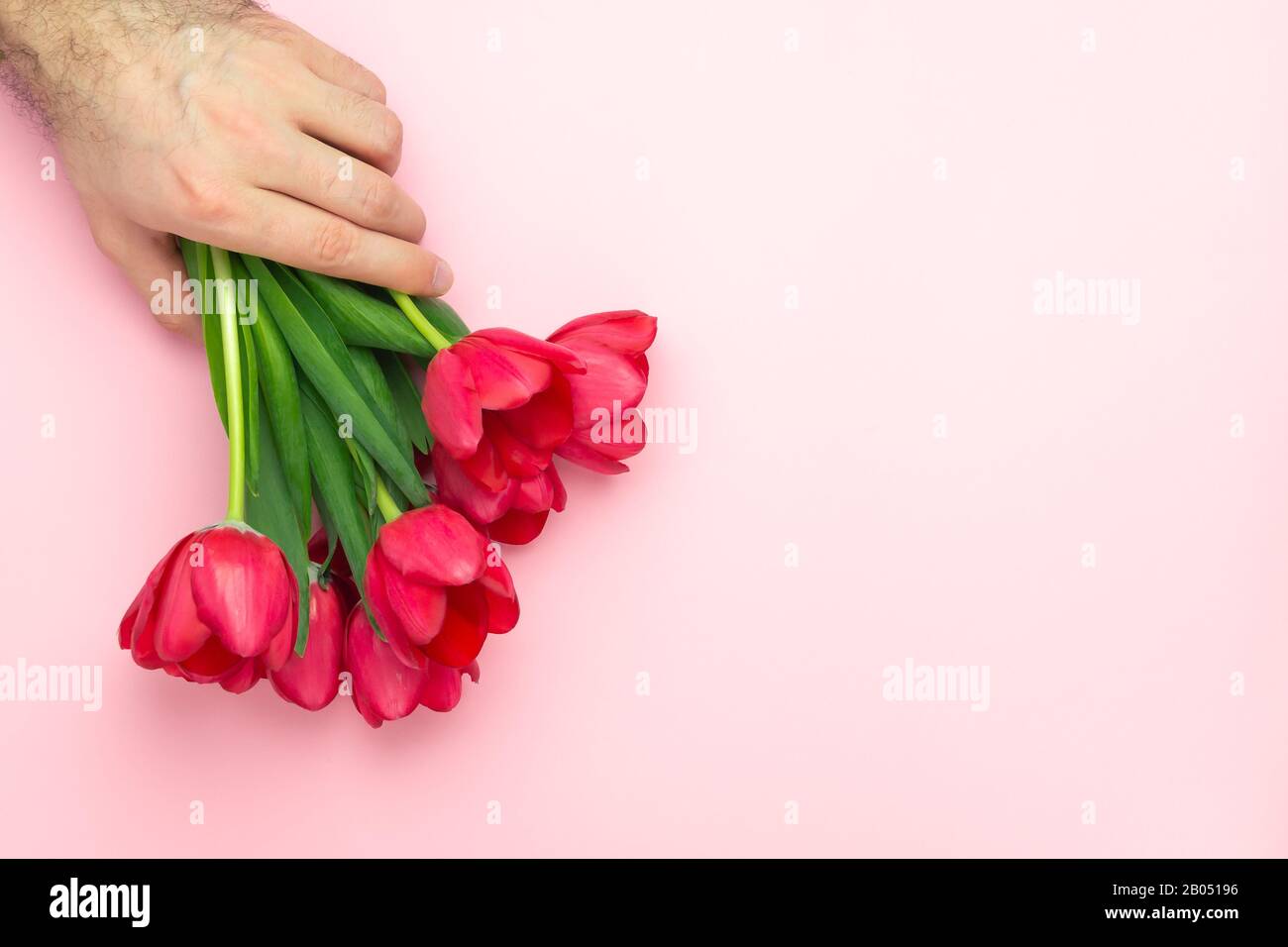 Beau mans main tient bouquet de tulipes rouges sur le fond rose. Couche plate, vue supérieure, espace de copie. Présent à la journée des femmes, fête Des Mères, printemps Banque D'Images