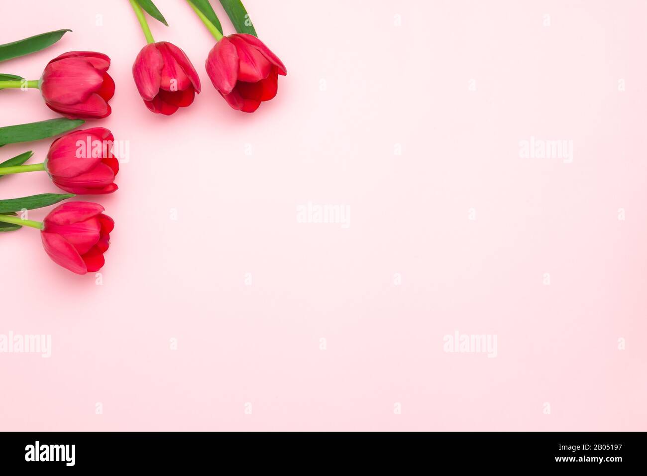 Composition des tulipes rouges sur le fond rose. Couche plate, vue supérieure, espace de copie. Journée femme, fête Des Mères, concept de printemps. Décoration de fleurs Banque D'Images