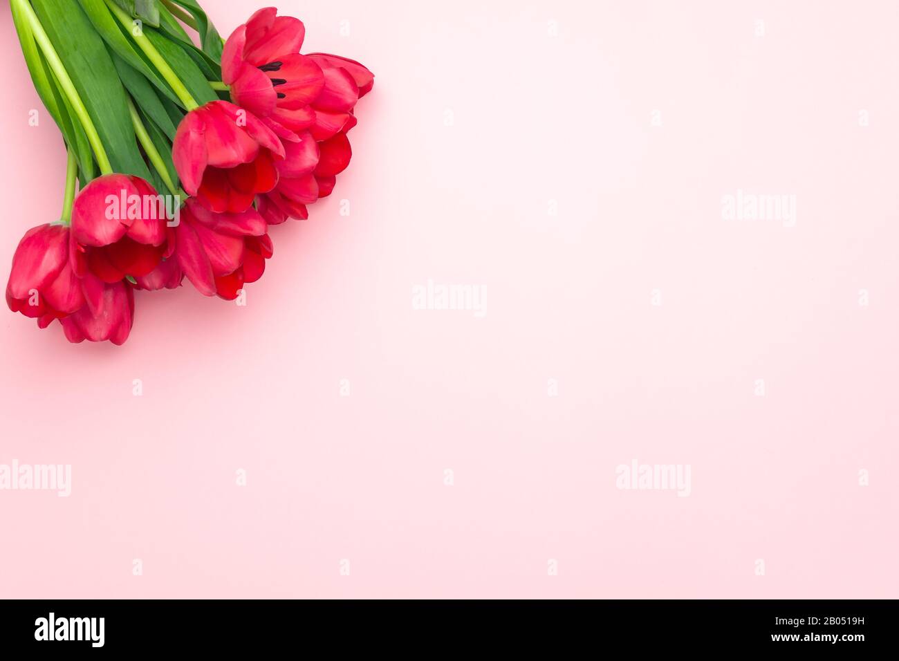 Composition des tulipes rouges sur le fond rose. Couche plate, vue supérieure, espace de copie. Journée femme, fête Des Mères, concept de printemps. Décoration de fleurs Banque D'Images