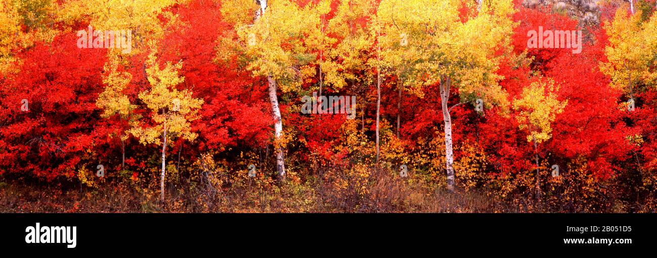 Aspen et Black Hawthorn arbres dans une forêt, Grand Teton National Park, Wyoming, États-Unis Banque D'Images