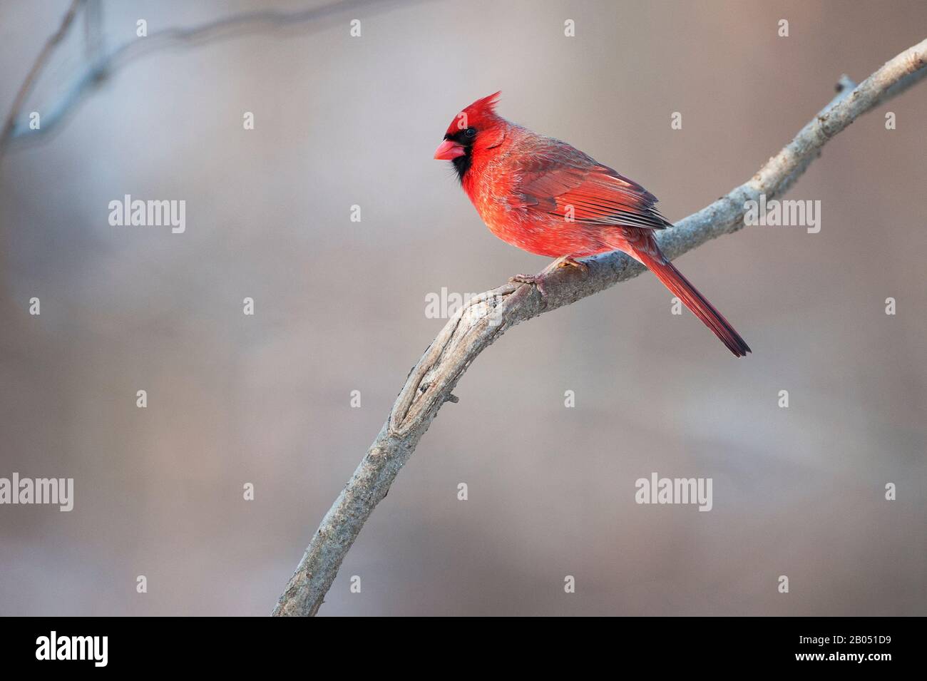 Le cardinal rouge mâle Banque D'Images