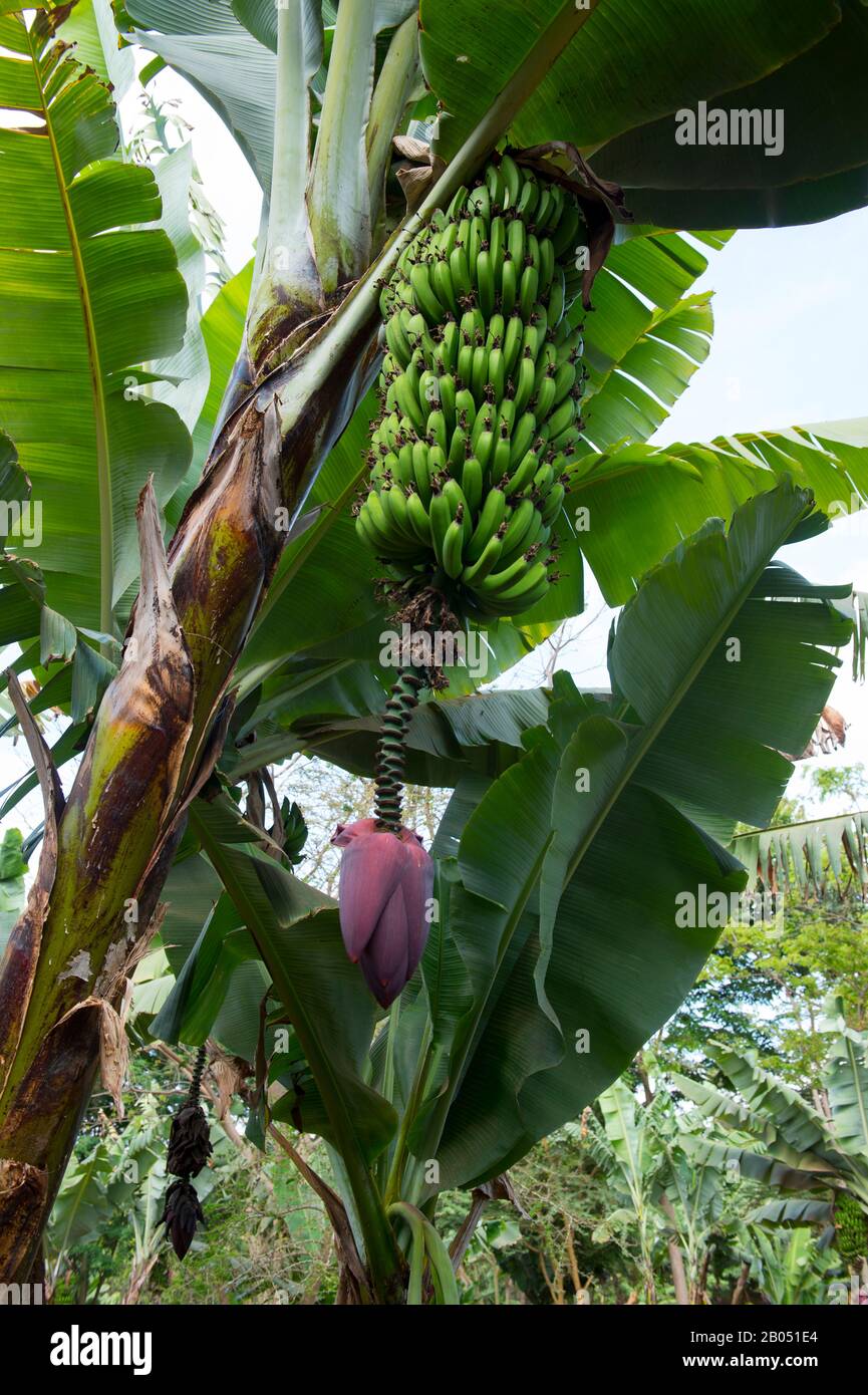 Bananes et fleurs sur les plantes dans la plantation de bananes de Tloma Lodge à Karatu en Tanzanie, en Afrique de l'est. Banque D'Images