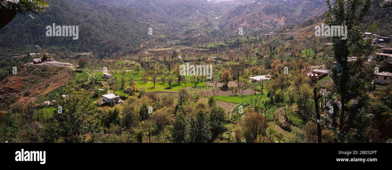 Vue en grand angle des arbres sur un paysage, Shimla, Himachal Pradesh, Inde Banque D'Images