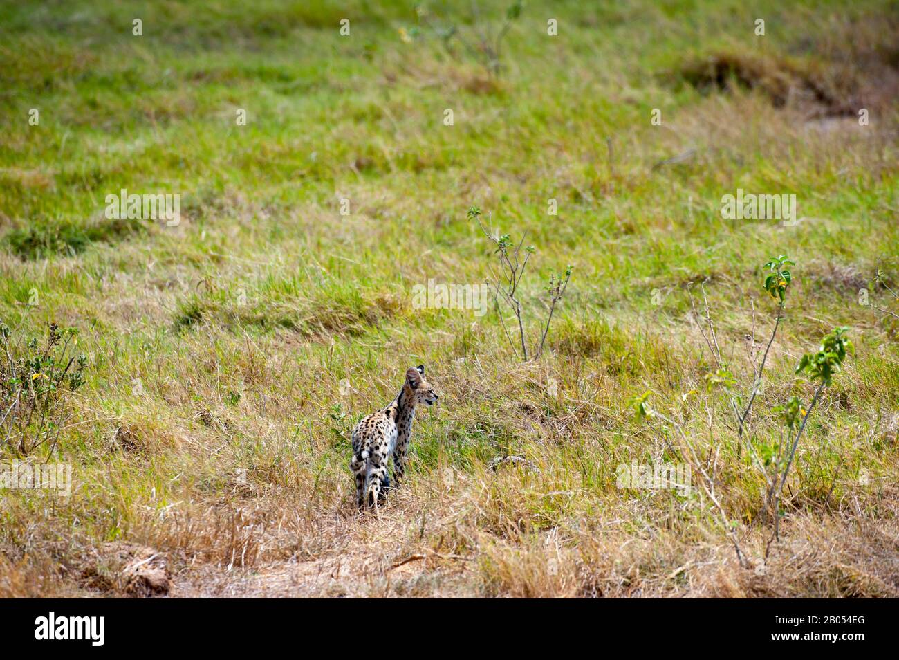 Chat Serval (Leptalurus serval) chasse dans l'herbe pour les petits animaux dans le parc national d'Amboseli au Kenya Banque D'Images