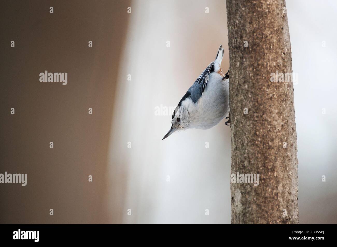 Sittelle à poitrine blanche Banque D'Images