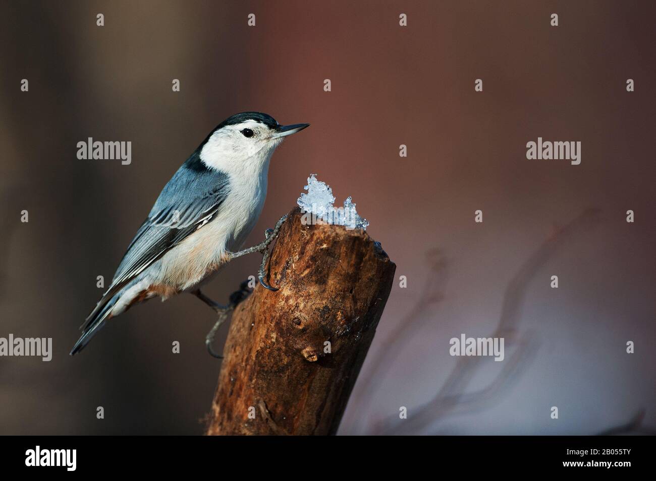 Sittelle à poitrine blanche Banque D'Images