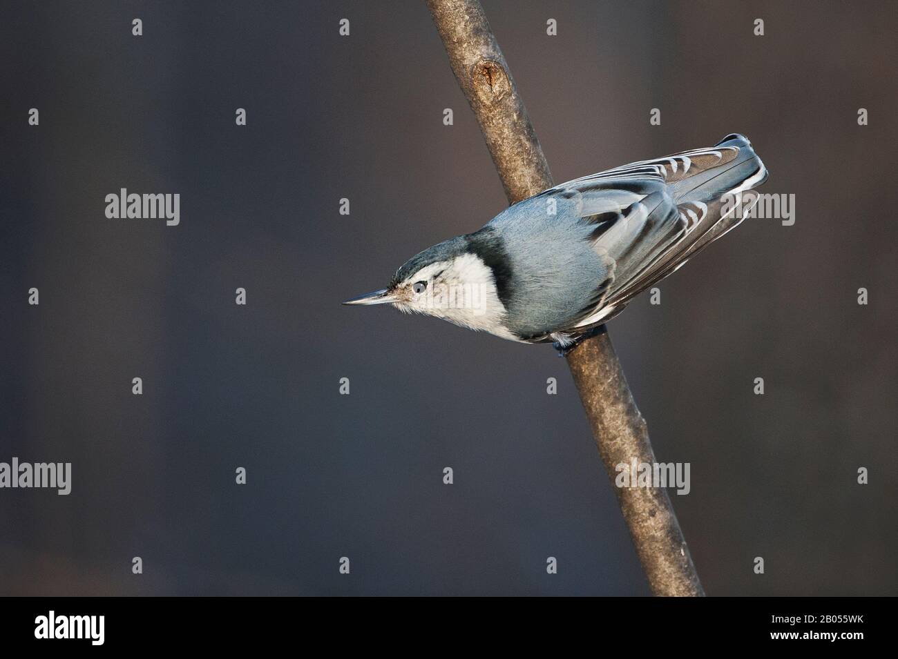 Sittelle à poitrine blanche Banque D'Images
