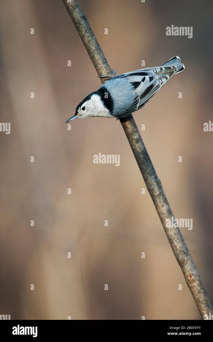 Sittelle à poitrine blanche Banque D'Images