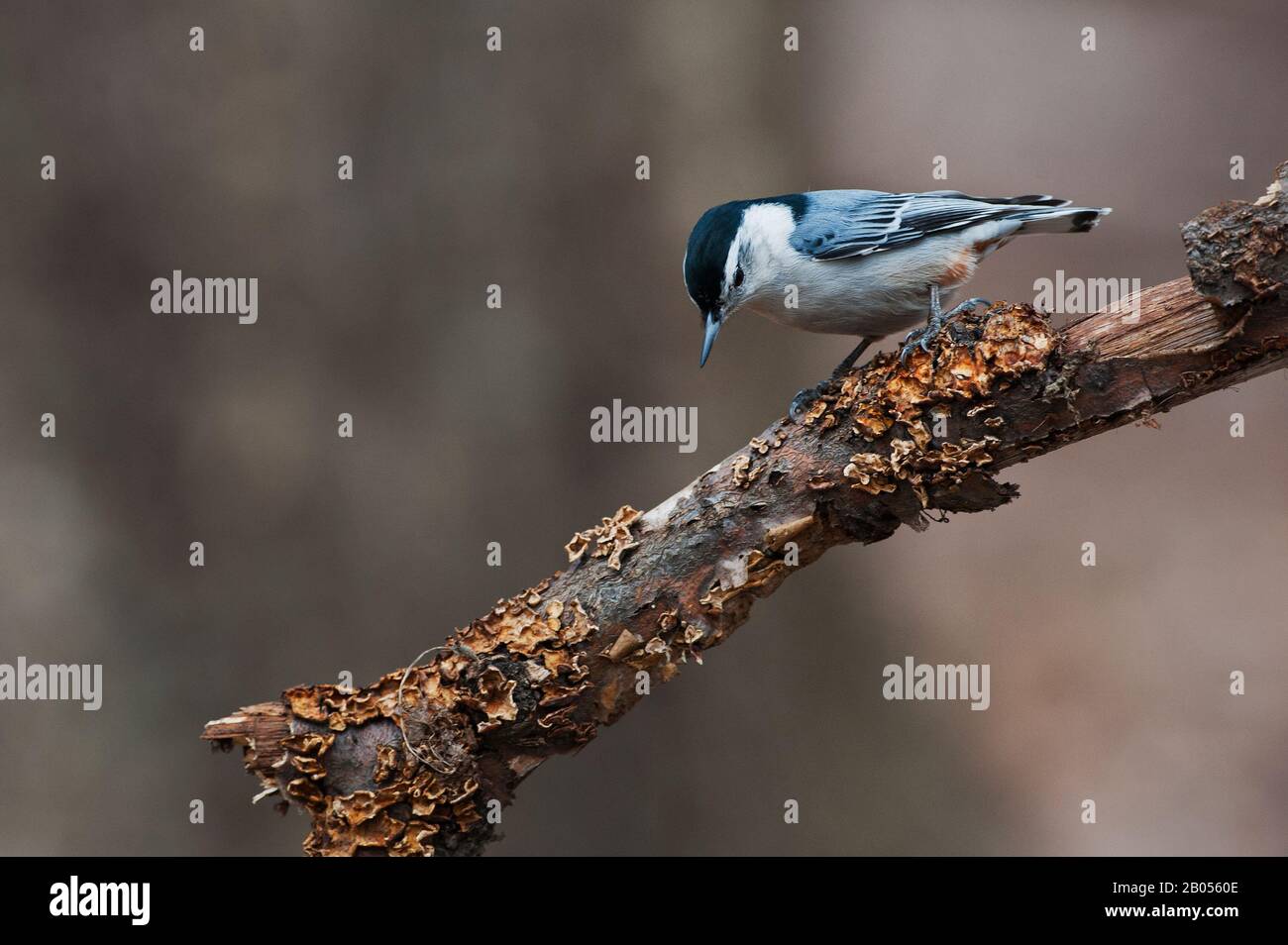 Sittelle à poitrine blanche Banque D'Images