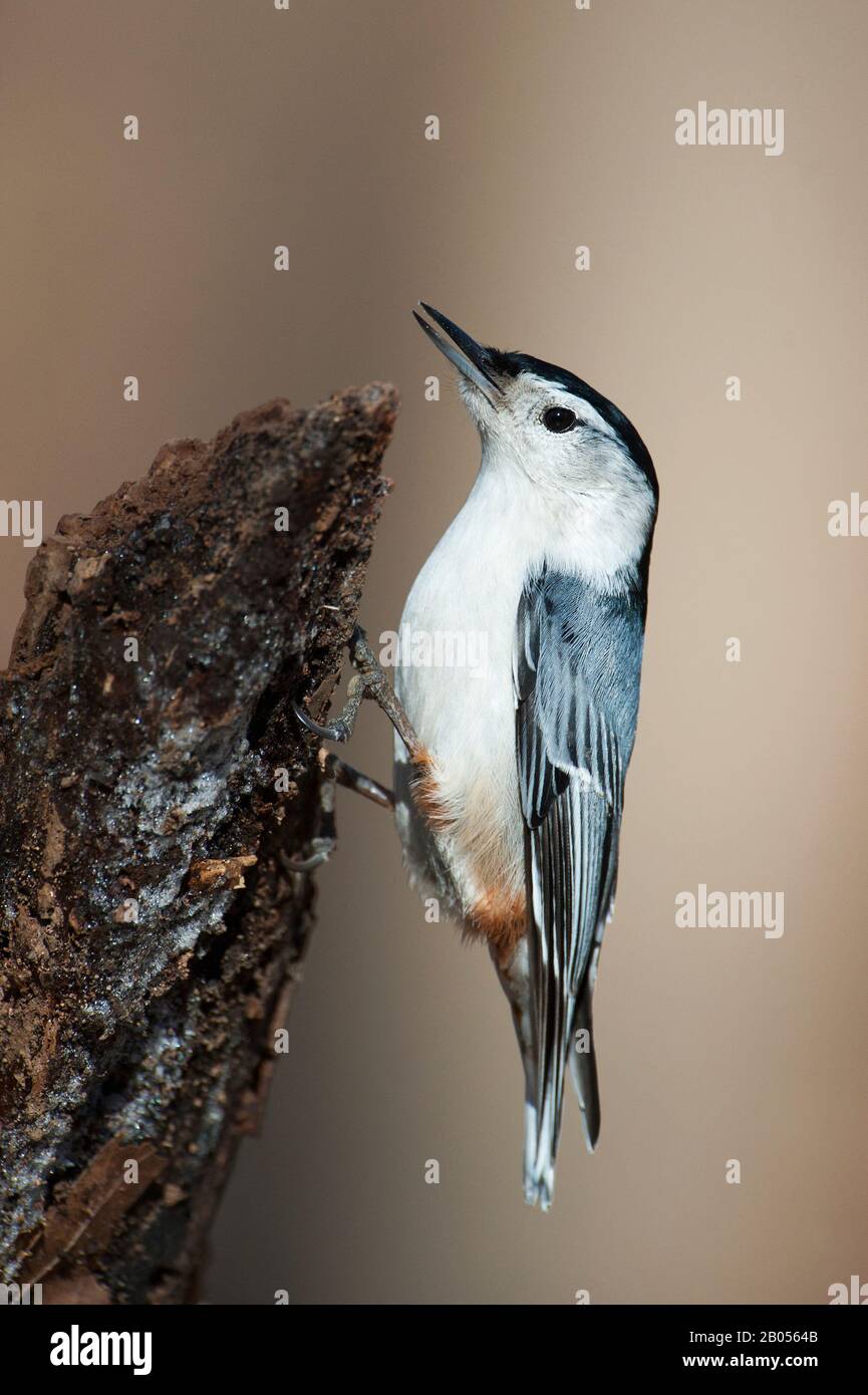 Sittelle à poitrine blanche Banque D'Images