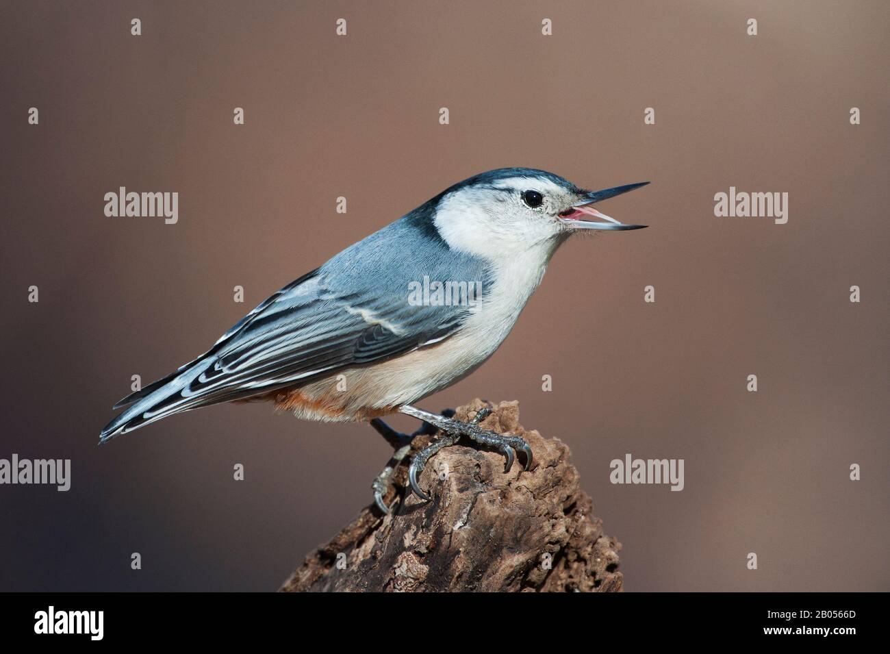 Sittelle à poitrine blanche Banque D'Images