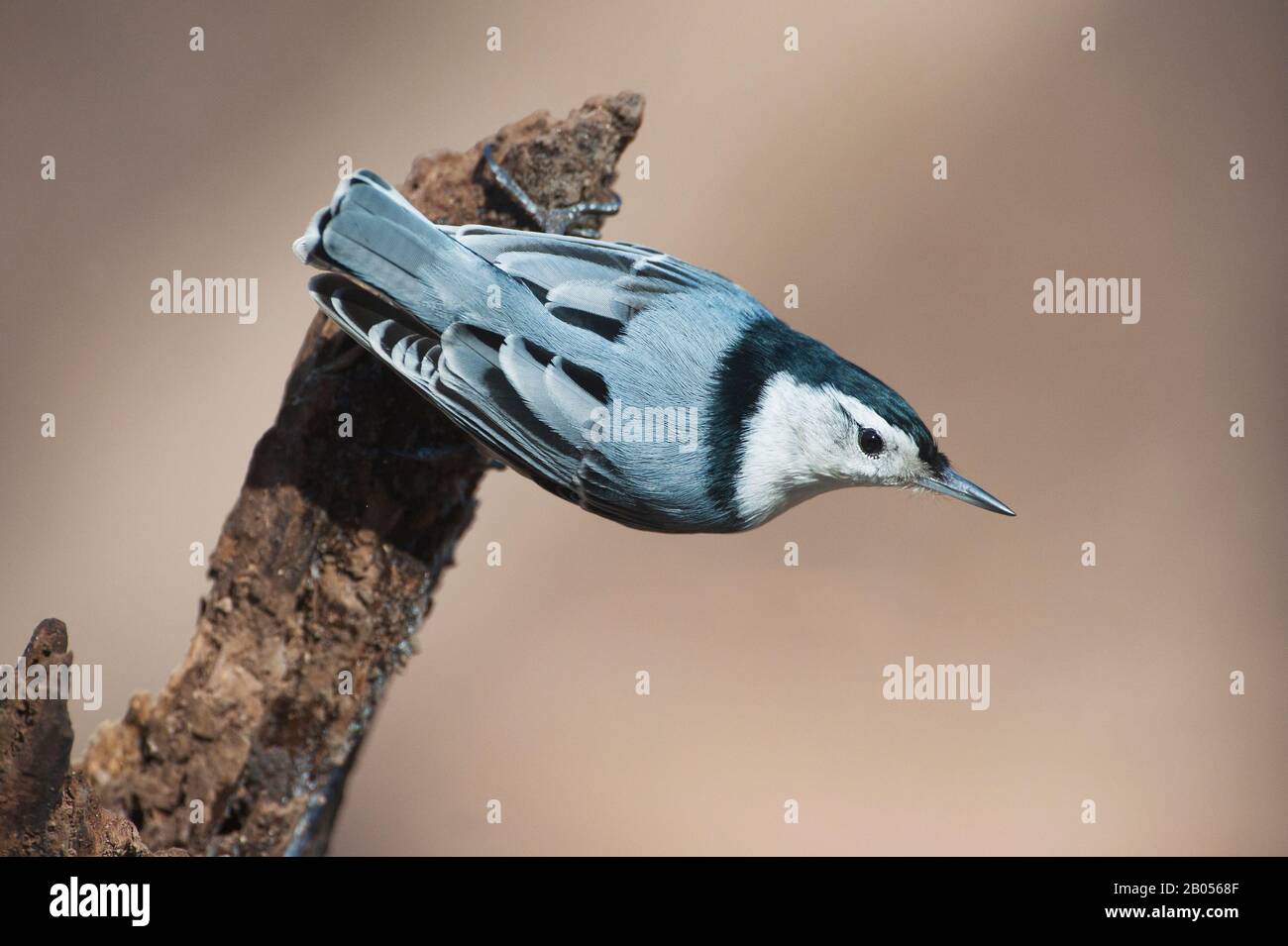 Sittelle à poitrine blanche Banque D'Images