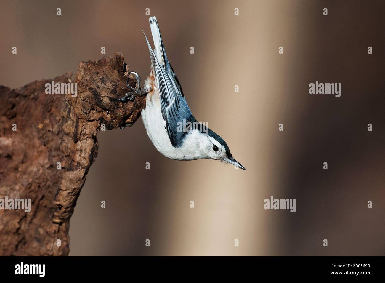 Sittelle à poitrine blanche Banque D'Images