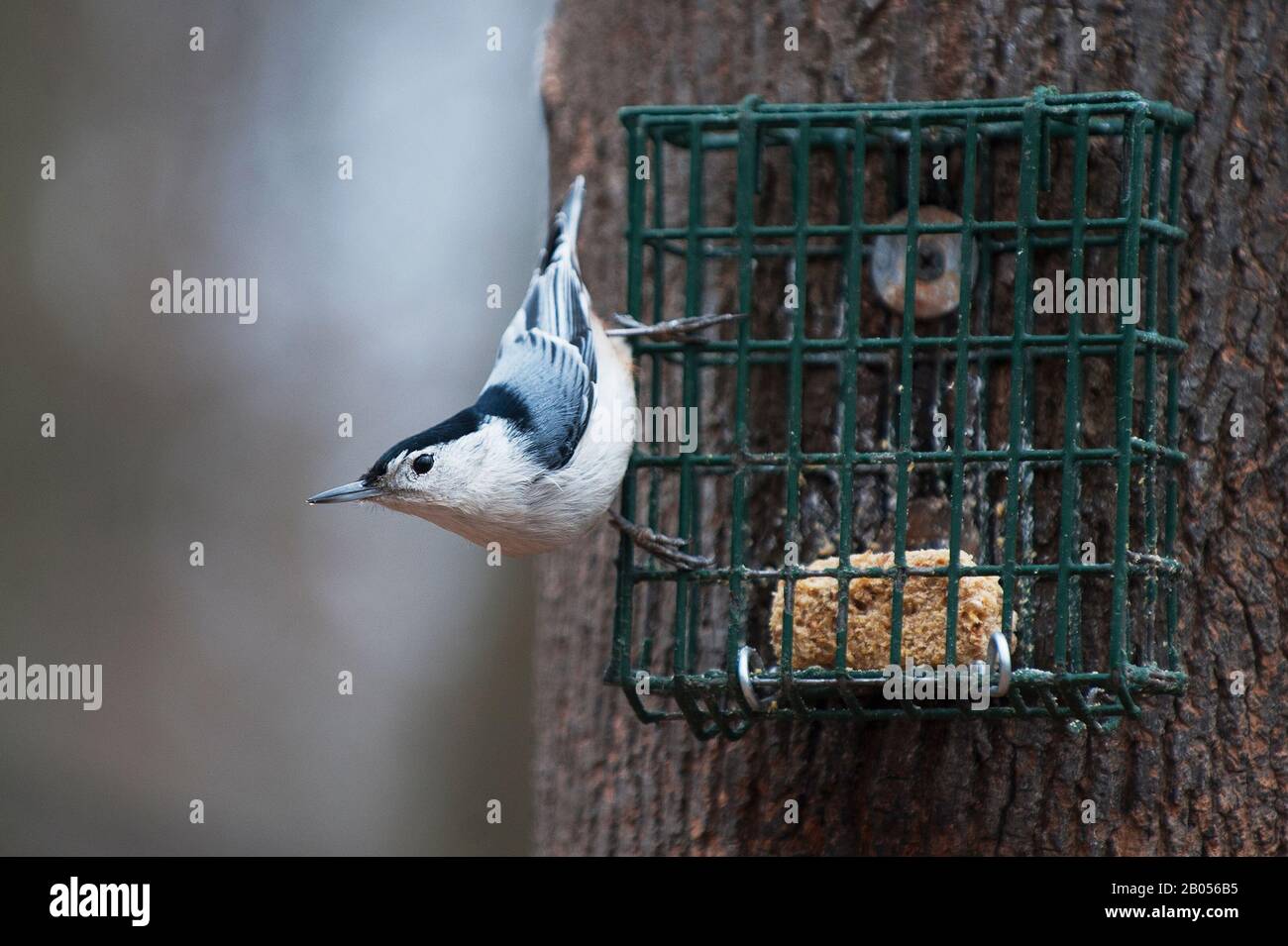 Nuthatch droit au niveau du chargeur de suet Banque D'Images