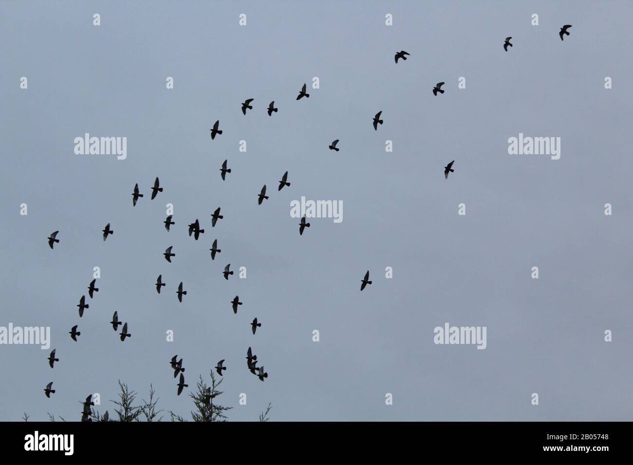 Lot de pigeons Armando avec un ciel gris Banque D'Images