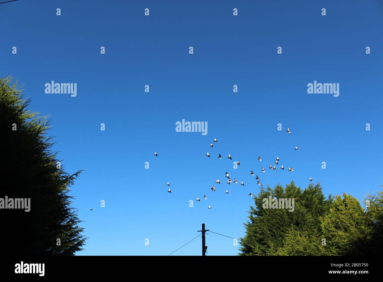Lot de pigeons Armando volants avec ciel bleu Banque D'Images