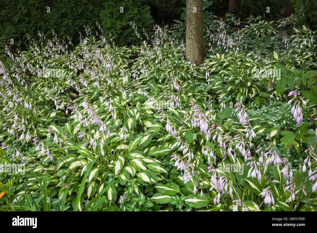 Plantes Hosta fleuries mauve et tronc d'arbre à feuilles caduques devant jardin en été Banque D'Images