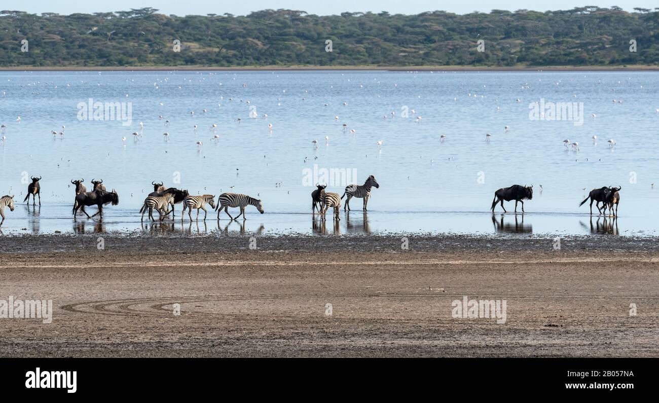 Zebra et Wildebeest au bord du lac Ndutu Banque D'Images