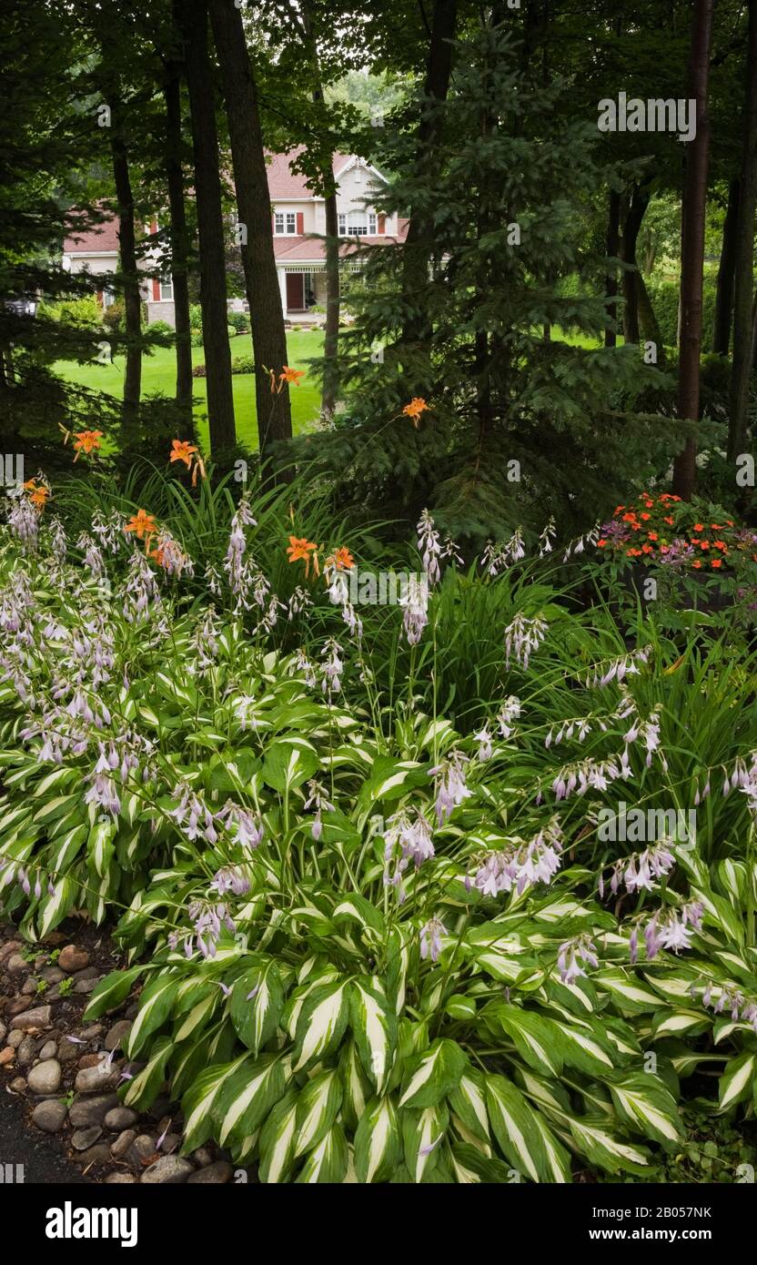 Bordure rocheuse bordée de plantes Hosta à fleur mauve, Hemerocallis orange - fleurs de jour, arbres à feuilles persistantes et feuillus dans le jardin de la cour avant Banque D'Images