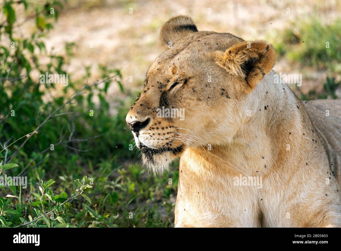 Lioness avec les yeux serré fermer essayer de garder les mouches dehors Banque D'Images