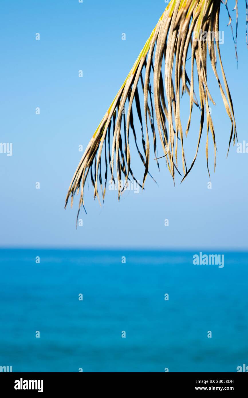 Les arbres et le ciel vont de pair. Quand vous regardez un arbre, presque toujours vous voyez le ciel. Banque D'Images