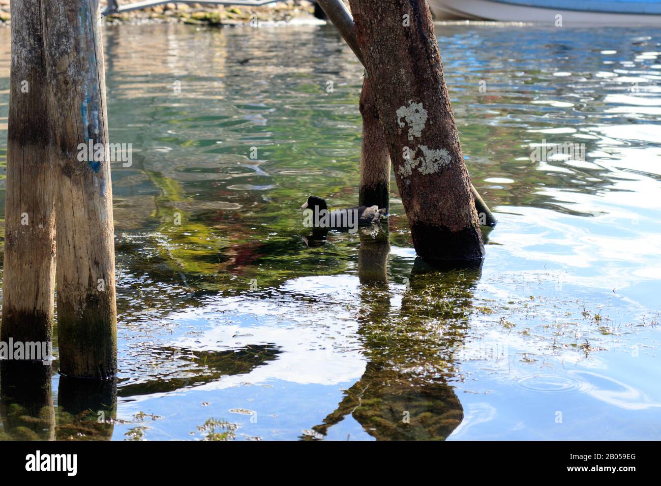 baignade de canard dans l'eau polluée dans le lac atitlan guatemala Banque D'Images