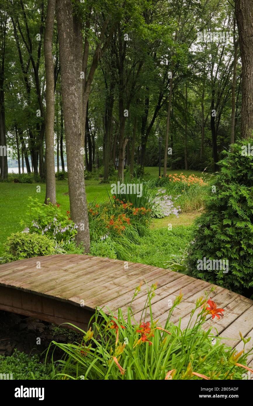 Orange Hemerocallis - fleurs de jour, Thuja occidentalis - arbre de cèdre, plantes mauves fleuries Hosta, passerelle en bois peinte marron au-dessus de la petite crique. Banque D'Images