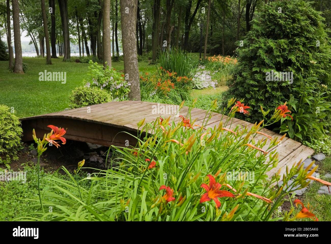 Orange Hemerocallis - fleurs de jour, Thuja occidentalis - arbre de cèdre, plantes mauves fleuries Hosta, passerelle en bois peinte marron au-dessus de la petite crique. Banque D'Images