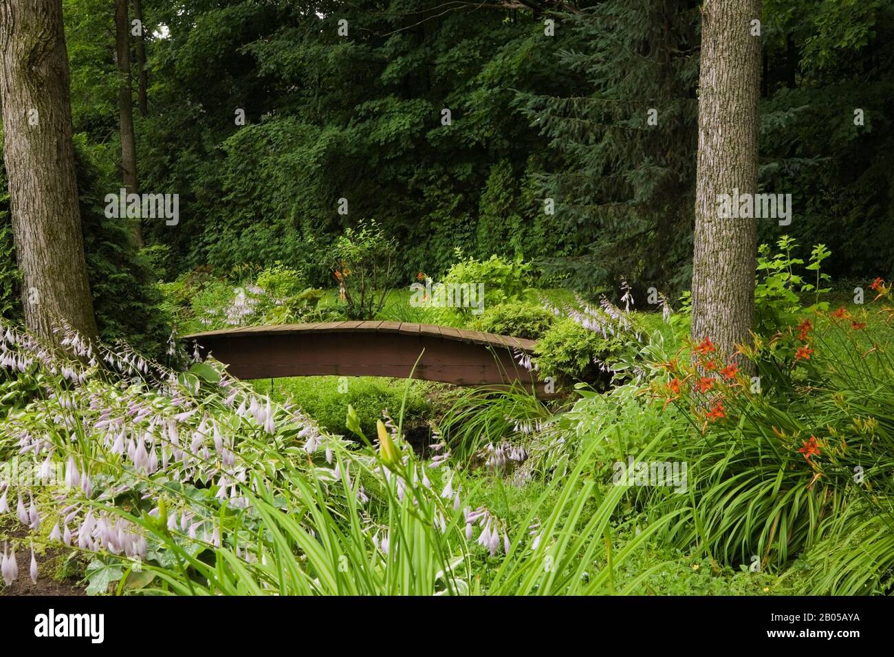 Orange Hemerocallis - fleurs de jour avec des plantes mauves fleuries Hosta et petite passerelle en bois peinte de couleur marron au-dessus de la petite crique dans le jardin de l'arrière-cour. Banque D'Images