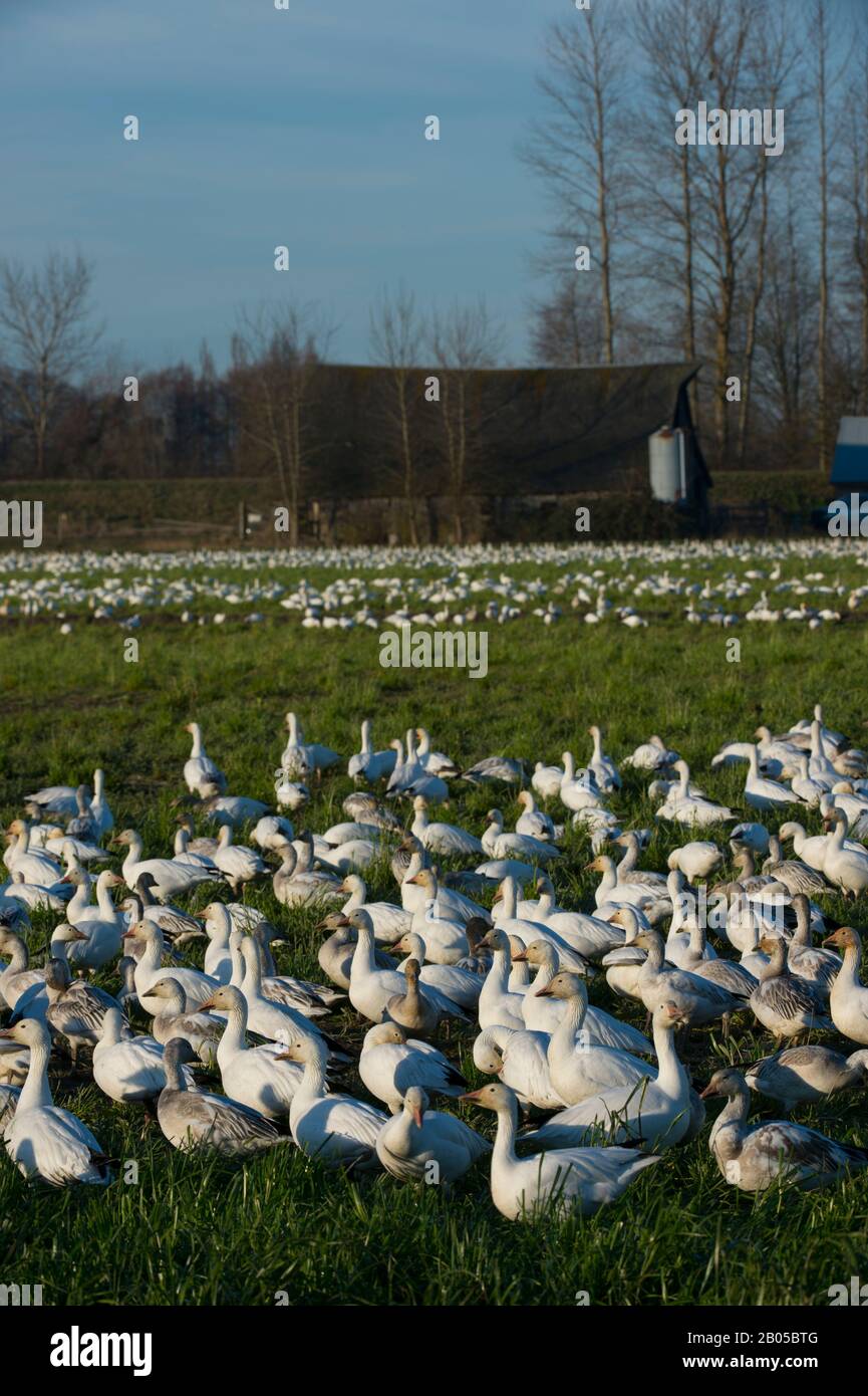 Oies des neiges (Chen caerulescens) avec grange en arrière-plan se nourrissant dans les champs de la vallée de Skagit, État de Washington, États-Unis Banque D'Images
