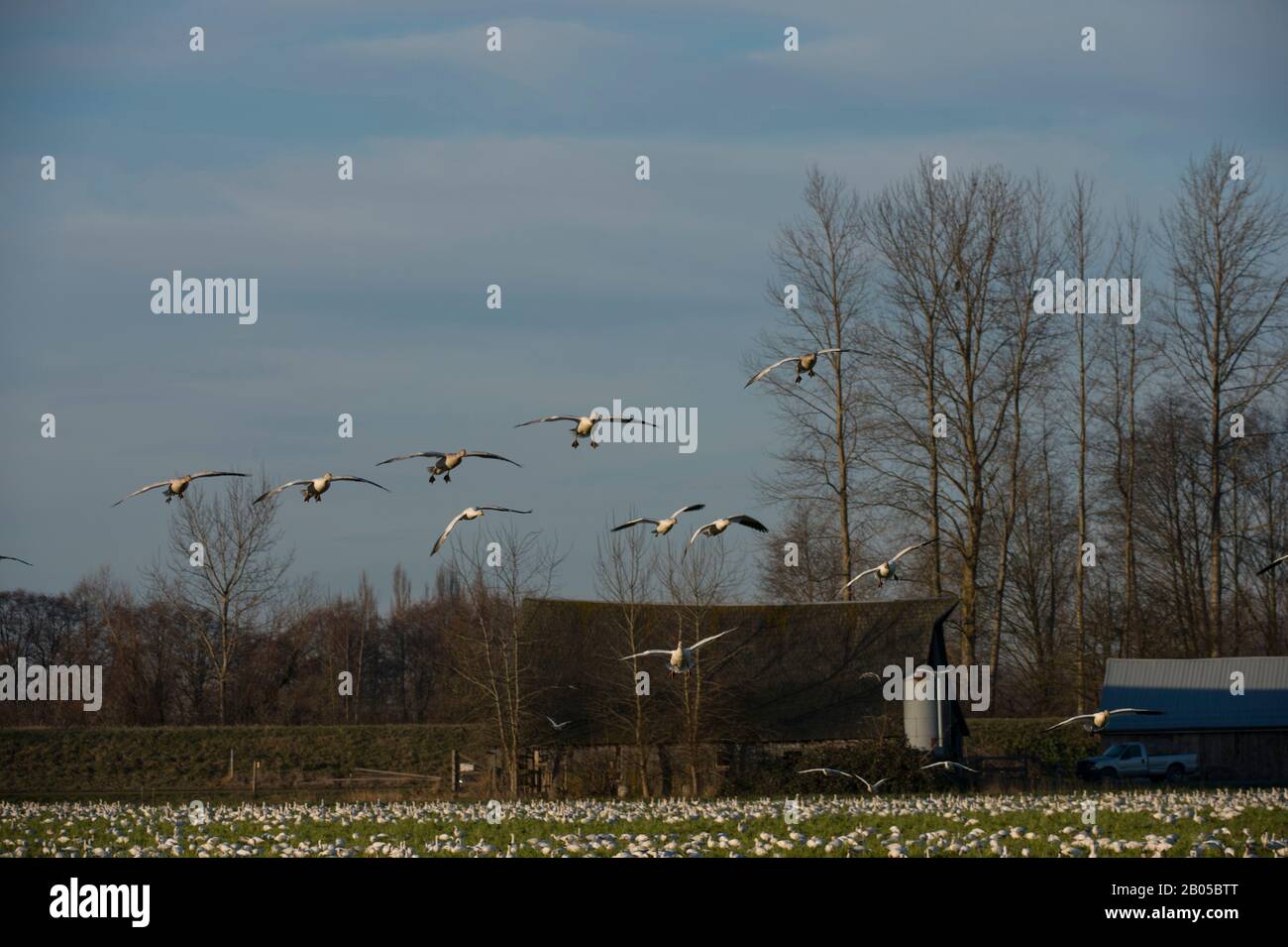 Oies des neiges (Chen caerulescens) avec grange en arrière-plan se nourrissant dans les champs de la vallée de Skagit, État de Washington, États-Unis Banque D'Images