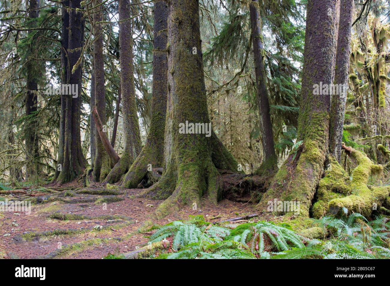 Une ligne droite d'arbres anciens a été développée à partir d'une infirmière encore visible dans la forêt tropicale de la rivière Hoh, le parc national olympique, État de Washington, États-Unis Banque D'Images