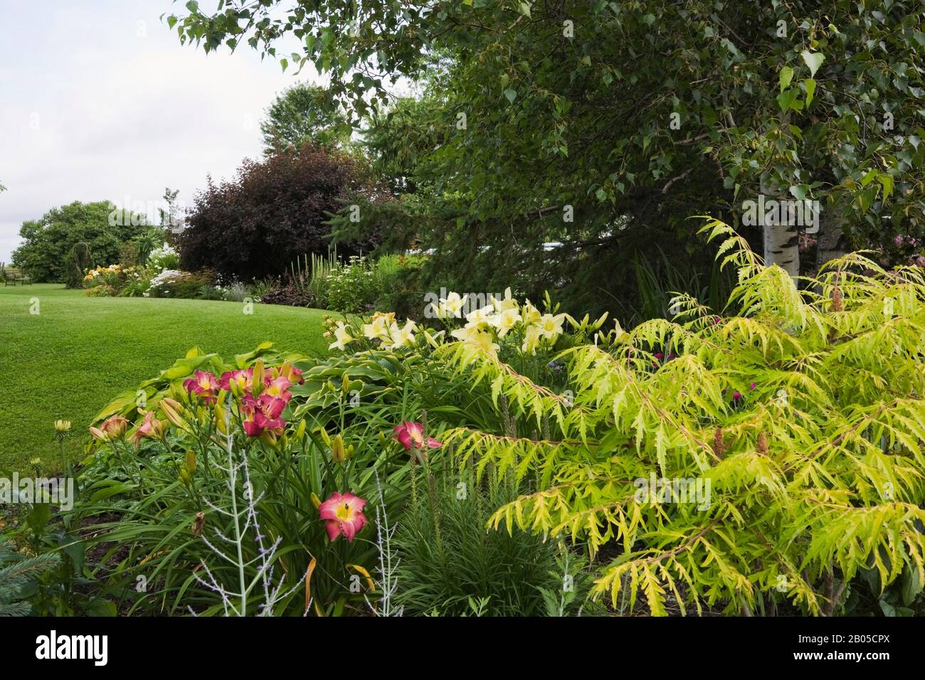 Violet Hemerocallis 'Nairobi Night', jaune 'Joan Senior', - Daylilas, Rhus typhina 'Taghorn Sumac', Betula papyrifera - arbre en papier Birch à la frontière. Banque D'Images