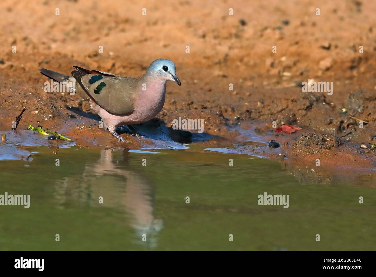 Colombe de bois à pois émeraude (Turtur chalcospilos), au bord de l'eau, Afrique du Sud, Kwazulu-Natal, Réserve de gibier de Mkhuze Banque D'Images