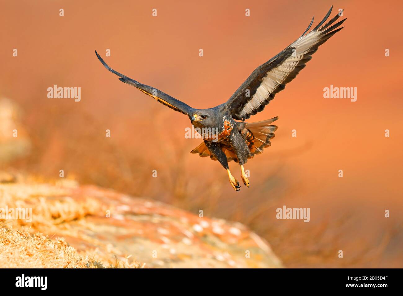 Jackal buzzard, Augur buzzard (Buteo rufofuscus), en vol, Afrique du Sud, Réserve de jeu du château de Giants Banque D'Images