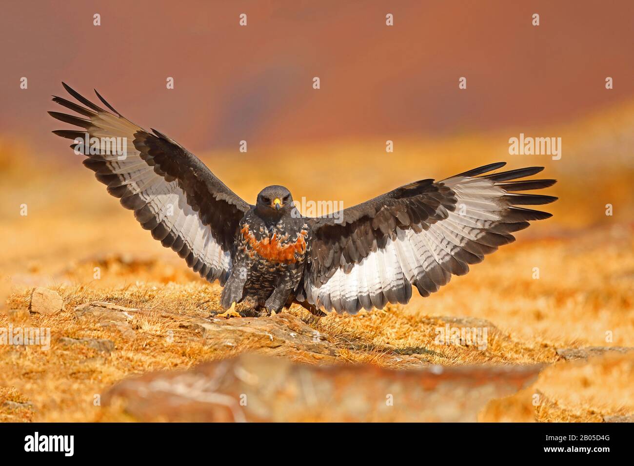 Jackal buzzard, Augur buzzard (Buteo rufofuscus), débarqué, Afrique du Sud, Réserve de jeu du château de Giants Banque D'Images