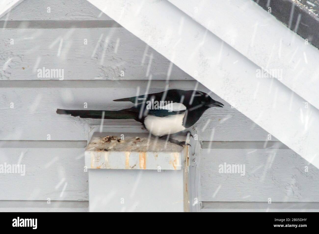 Le magpie à facturation noire (Pica pica), qui s'abritait à la neige sous un toit, vue latérale, Norvège, Troms Banque D'Images