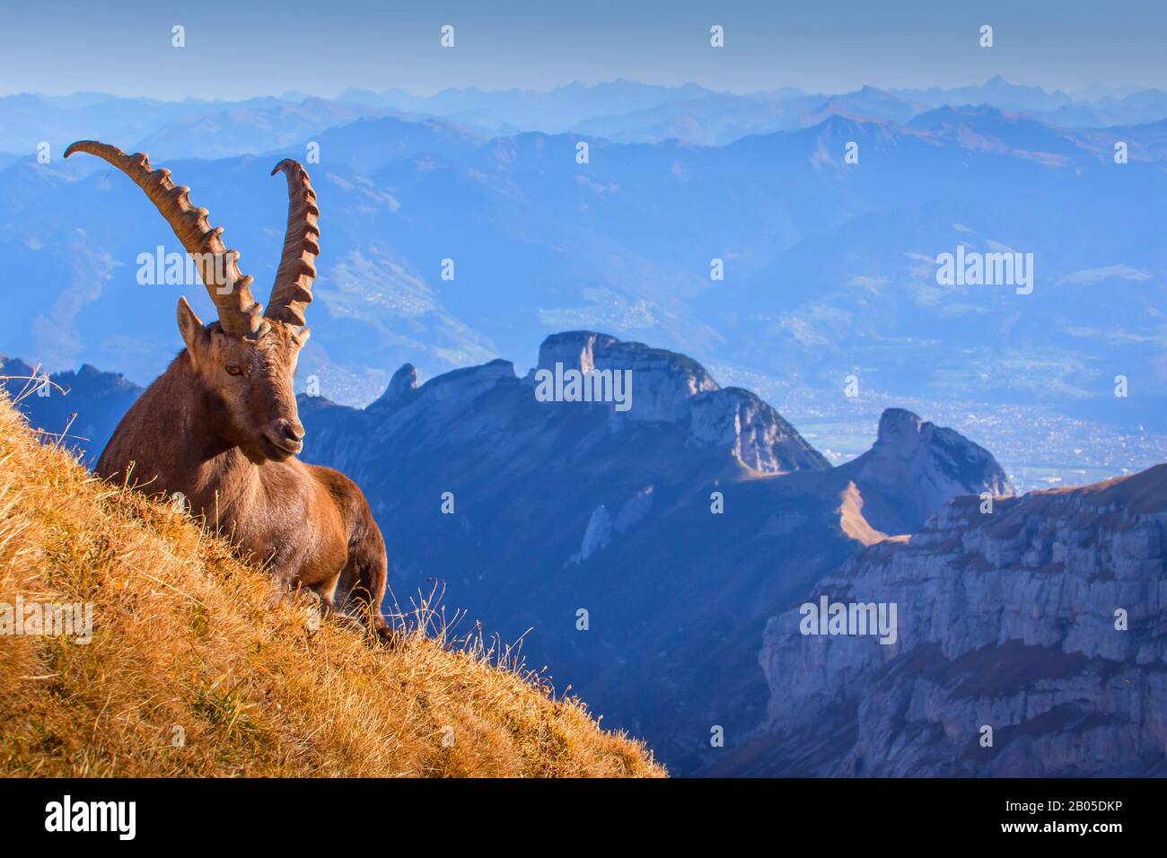 Alpine ibex (Capra ibex, Capra ibex ibex), bains de soleil en automne, Suisse, Alpstein, Altmann Banque D'Images