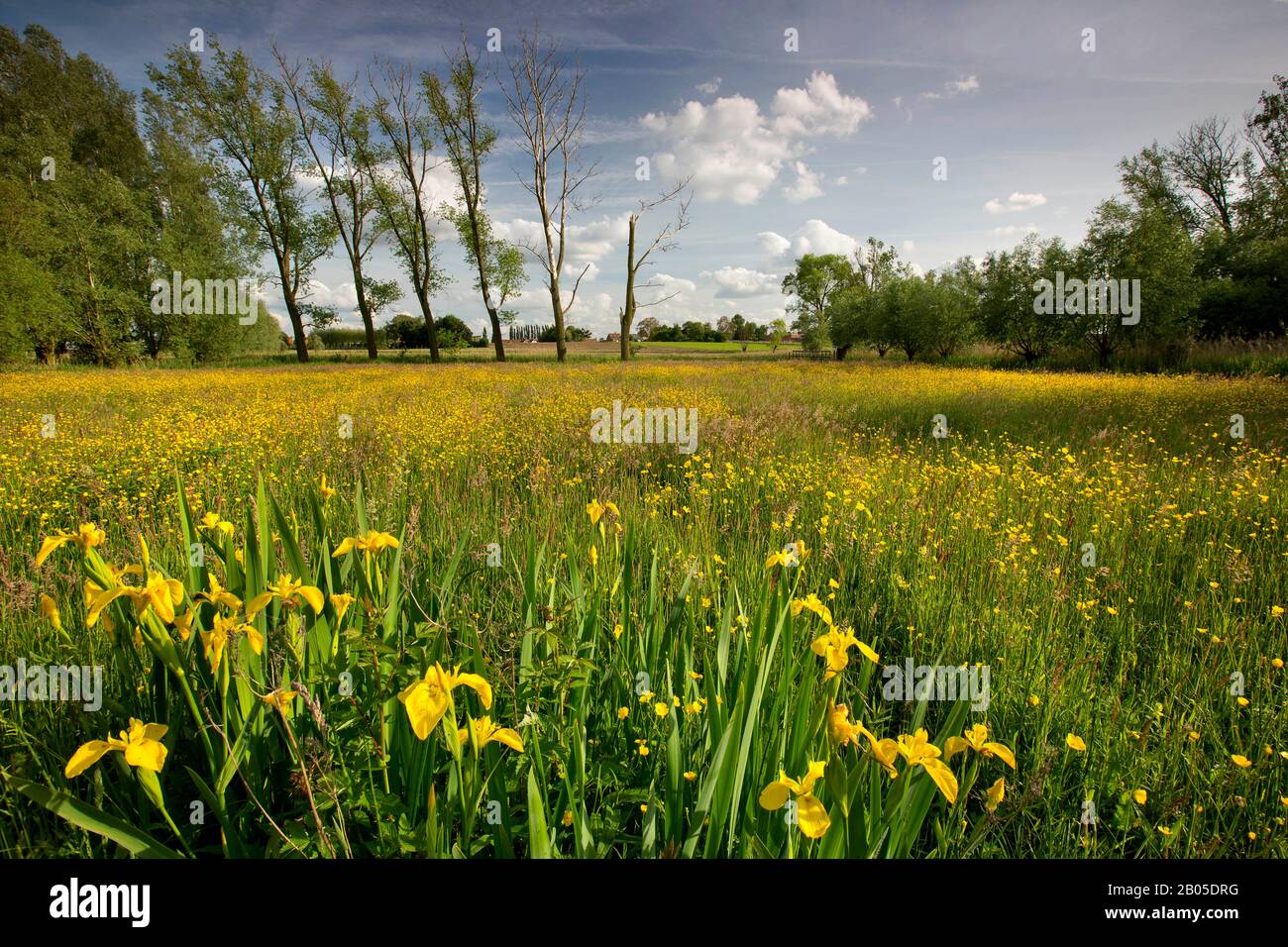 Iris jaune, drapeau jaune (Iris pseudacorus), Vallée du Zeverenbeek, Belgique, Flandre Orientale, Zeverenbeek Banque D'Images