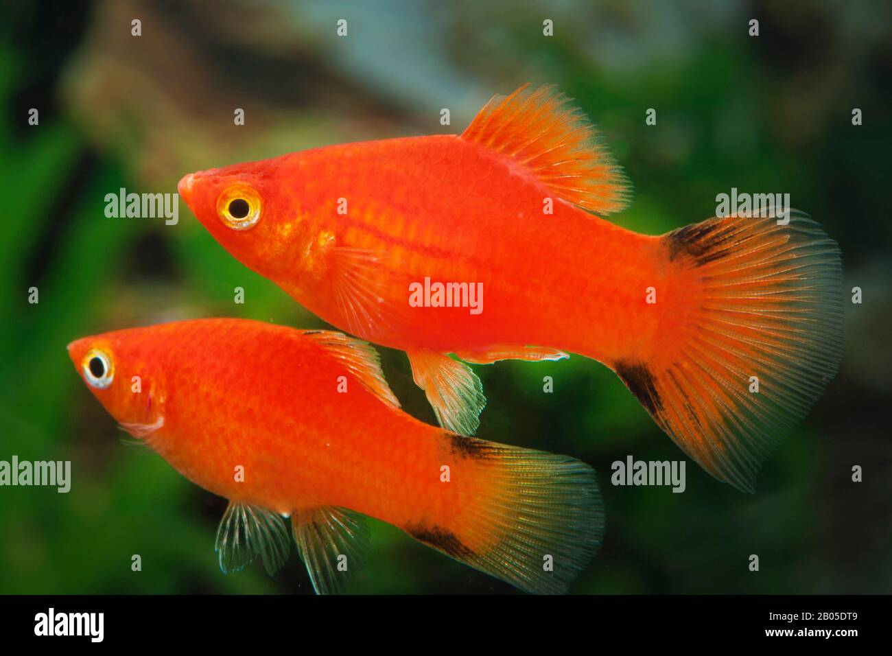 Poissons-plateaux du sud (Xiphophophorus maculatus), forme de reproduction Kometplaty Rot, paire Banque D'Images