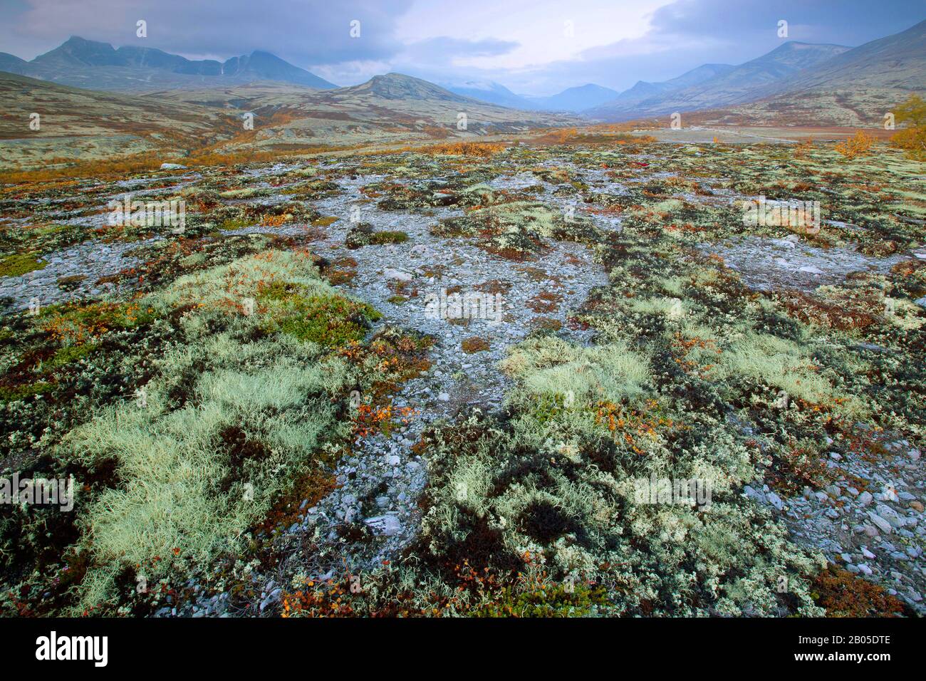 Bouleau nain lisse, bouleau nain, bouleau nain, bouleau nain (Betula nana), toundra avec lichen renne, Cladonia rangiferina, Norvège, Parc national de Rondane Banque D'Images