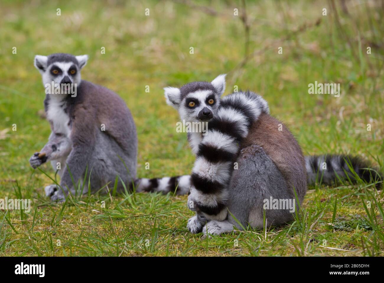 Citron à queue périphérique (Lemur catta), deux lémuriens à queue périphérique assis ensemble dans un pré Banque D'Images
