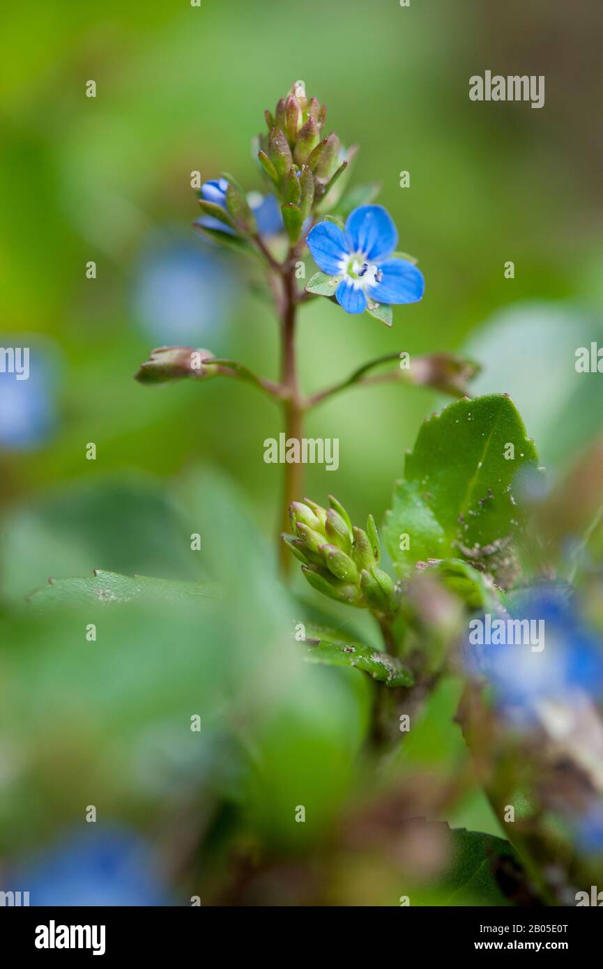 Brooklime européenne, European speedwell (Veronica beccabunga), blooming, Allemagne Banque D'Images