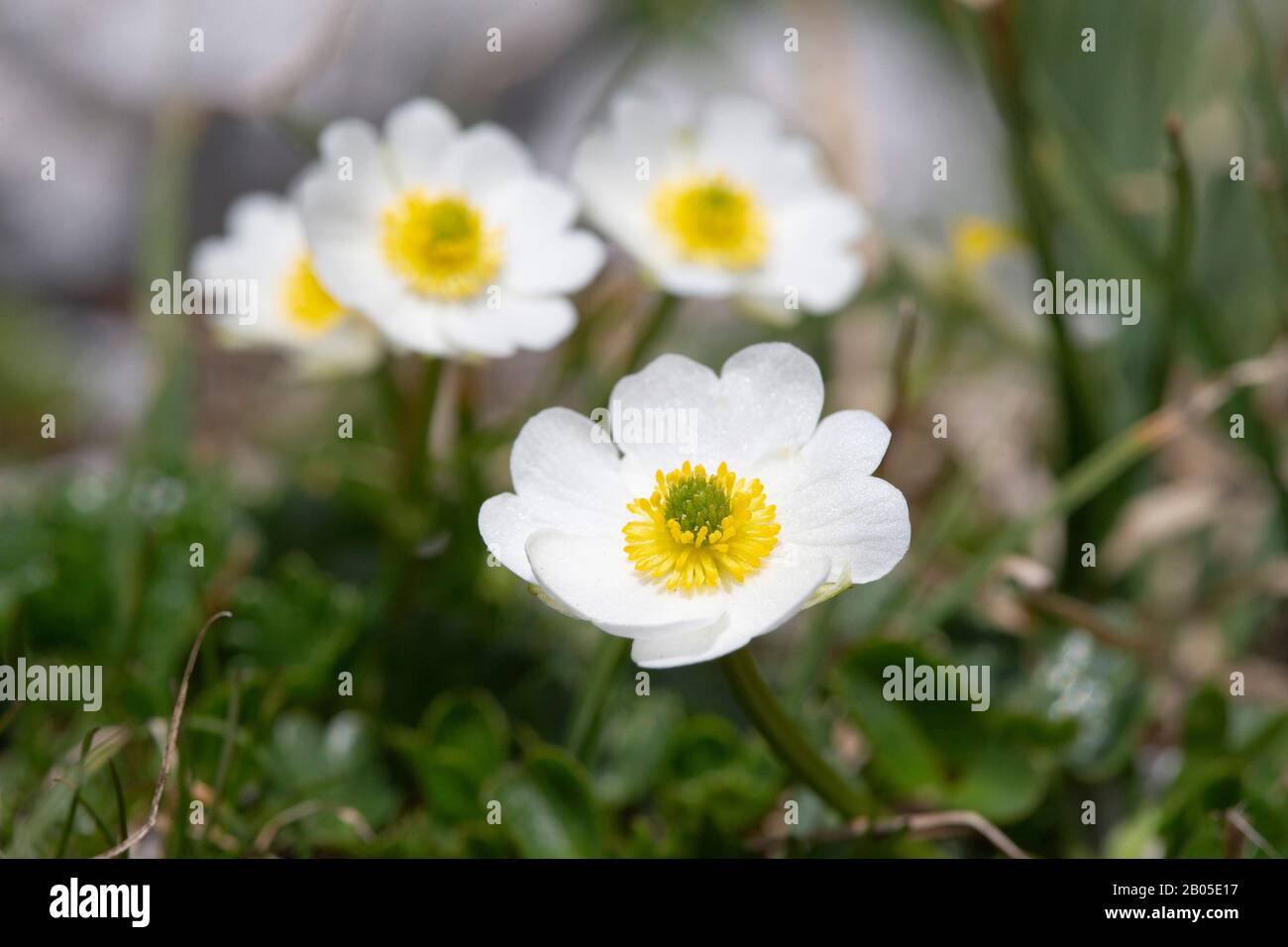 Coupe de papillons alpins (Ranunculus alpestris), floraison, Allemagne, Bavière, Karwendel montagnes Banque D'Images