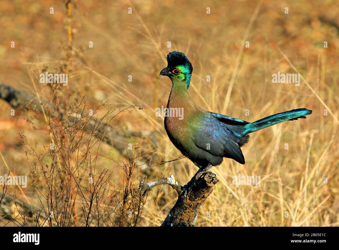 Turaco à la craie pourpre, turaco à la craie violette, Lourie à la craie pourpre (Musophaga porphyréolopha, Tauraco porphyréolophus, Gallirex porphyréolophus), assis sur une branche, Afrique du Sud, KwaZulu-Natal, Mkhuze Game Reserve Banque D'Images