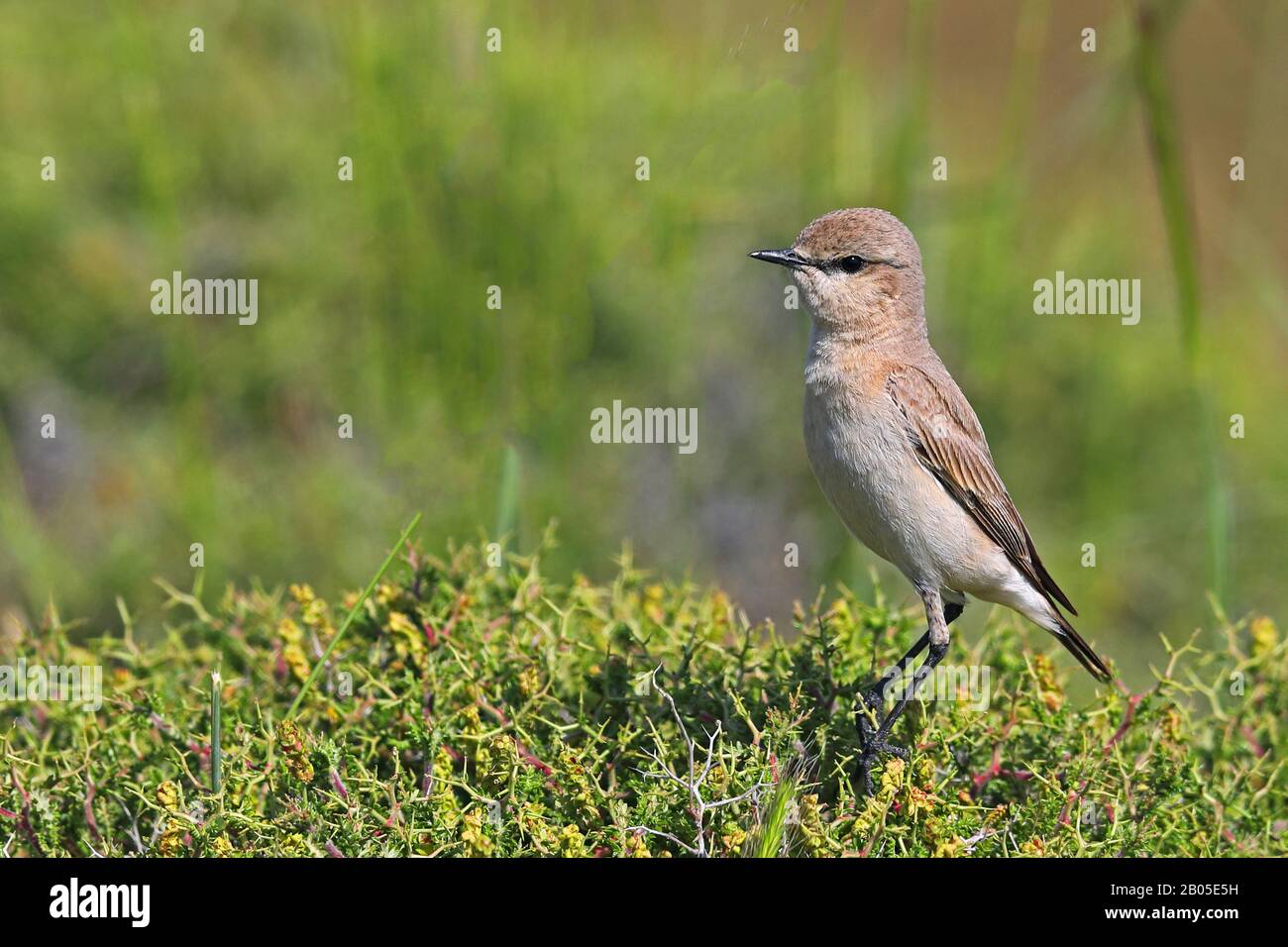 Lactosérum isabelline (Oenanthe isabellina), perchage masculin sur un buisson, vue latérale, Grèce, Lesbos Banque D'Images