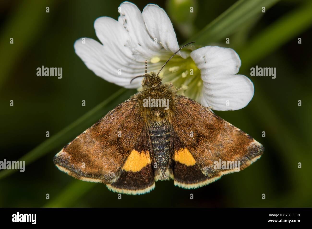 Petite aile jaune (Panemeria tenebrata), se trouve sur une fleur aux herbes chiches à l'oreille de souris, en Allemagne Banque D'Images