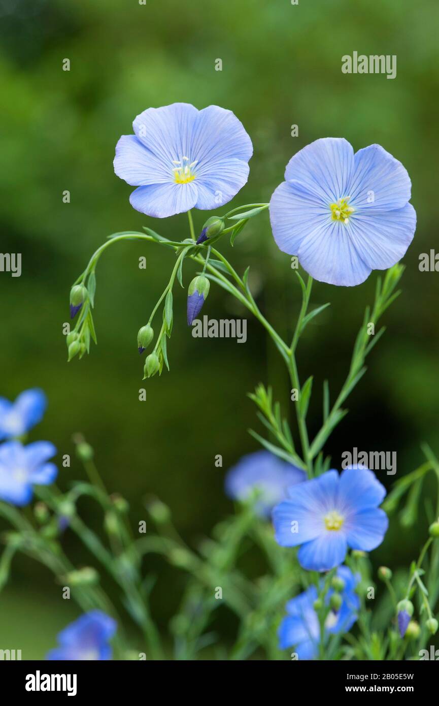 Lin vivace, lin bleu (Linum perenne), floraison, Allemagne Banque D'Images