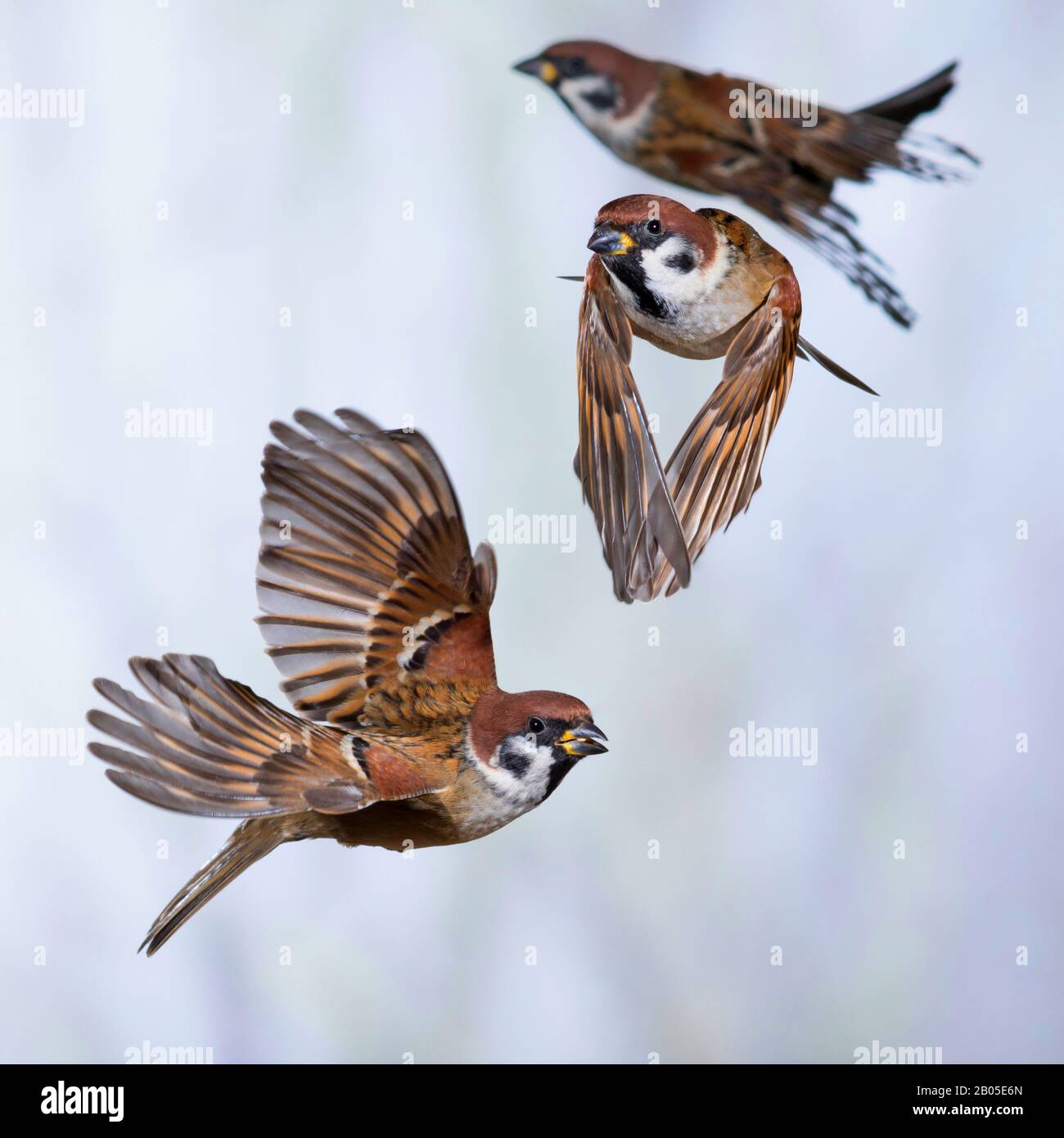 Sparrow d'arbre eurasien (Passer montanus), trois sparrows en vol, Allemagne Banque D'Images